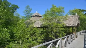 Dhani Nallah Mangrove Walkway
